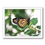 Photo Greeting Card Of Butterfly by Kurt Neumann